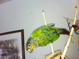 "baby" feathers? 6 month old Crimson Bellied Conure