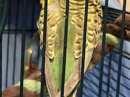 sleepy bird pics thread!!!