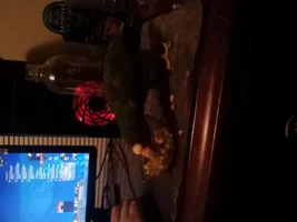 Project: Happy Reptar!
