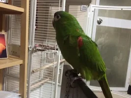 green color poop of my new parrot
