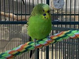 How many birds in parrot forums ?