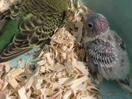 So I got her a nestbox....