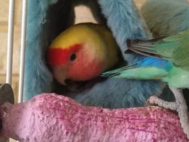 Update on Skid and Peaches