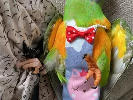 Looking for a loving home for my Senny Leyla (Based in Arnhem Netherlands)