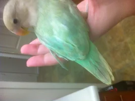 Just got this little gal today!