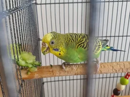 The updating thread of my Budgies