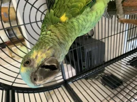 Amazon feather loss around eyes