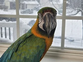 Newbie - Molt or Not?