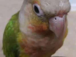 Jake attacked Linus, veterinarian necessary?