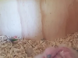 Conures breeding