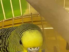 How can I know my 2 Lovebirds sex/gender