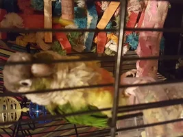 Plucking/molting/what???? Very concerned...