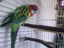 Another unknown bird