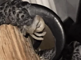Something growing out of my cockatoo’s foot.
