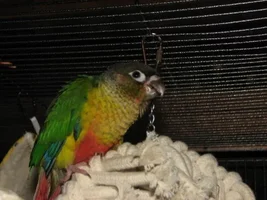 My new green cheeked conure!!!!