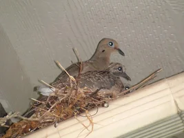 My Neighbors