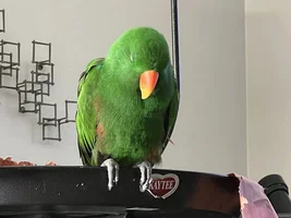 sleepy bird pics thread!!!