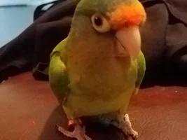 New to parrot forum