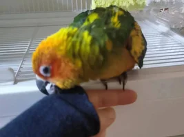 Can't wait to get my little sun conure! [Update: arrived!]
