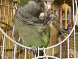 Help! Beak cracks? & spots
