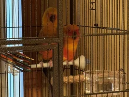 Conure Love ❤️❤️❤️❤️