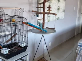 First Time Ringneck Owner - Advice