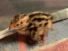 Baby quail!