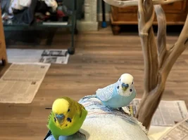 Tom the Con-Man and the Flock!