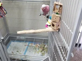 Behavior problems with my Galah