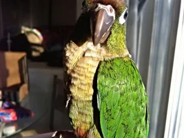 introducing my fid, arthur.
