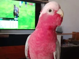 Galah Cockatoo