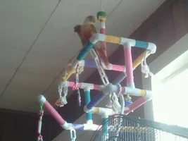 Looking for an inexpensive hanging playgym