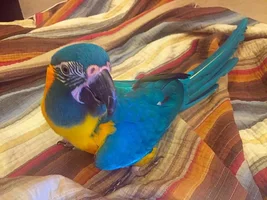 Blue Throat Macaws