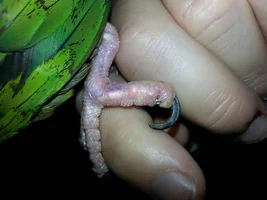 Swollen Conure Toe, Help?