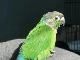 When to train 9 week old conure.