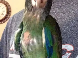 What types of toys do your Pionus enjoy?