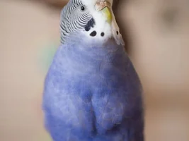 Me and bird