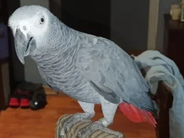 23 Year Old African Grey Parrot Adopted