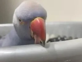 Show me your silly birds!