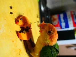 Thinking about getting a Caique