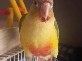 Your Birds Favorite Fruits & Veges