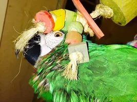 New Severe Macaw Mommy