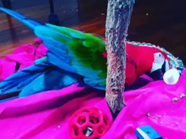 Hello! Recently Adopted Blind Macaw