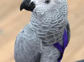 Gus the Grey