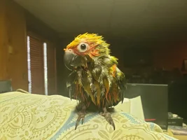 Let me turn your bird into a Poke'mon card!
