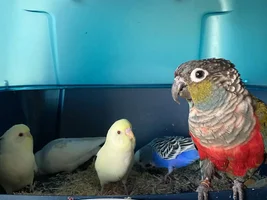 Conure was much older than I was told
