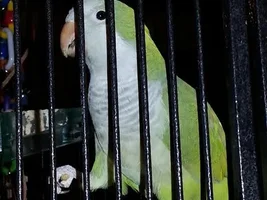 2 Male Quakers?