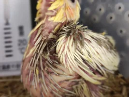Is this a normal size crop for a 2-3 week old?