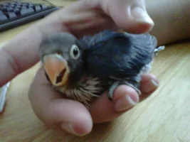 New Addition to the Family!   =D