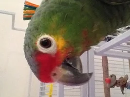 New Member